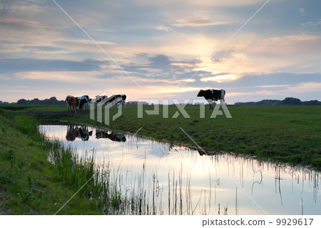 sunset over pasture with cows by river sunset over pasture with cows by river 9929617