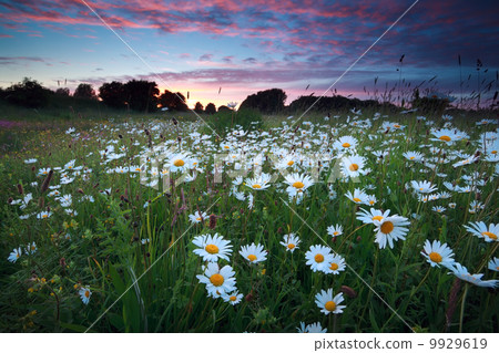 many chamomile flowers at sunset many chamomile flowers at sunset 9929619