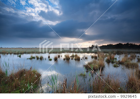 rainy sky over swamp in summer 9929645