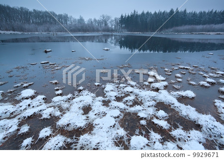 frozen wild lake in forest 9929671