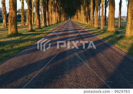 tree shadow pattern on the road tree shadow pattern on the road 9929763