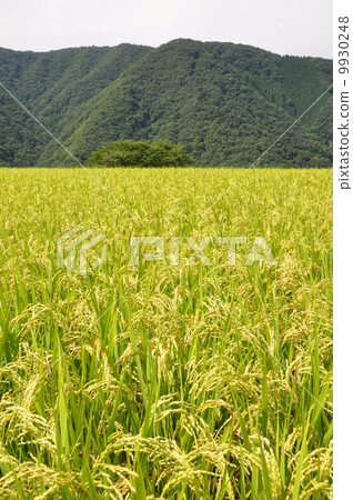Rice field Rice field 9930248