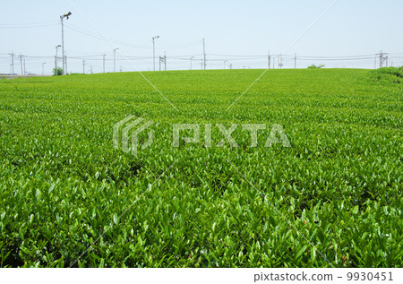 Tea plantation 9930451