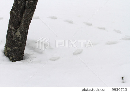 Footprints on the snow 9930713