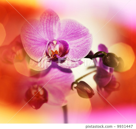 Orchid Orchid 9931447