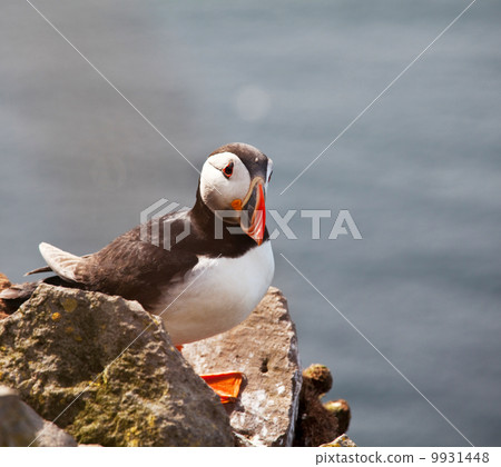 Puffin Puffin 9931448