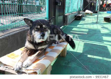 小狗的午睡 9931467