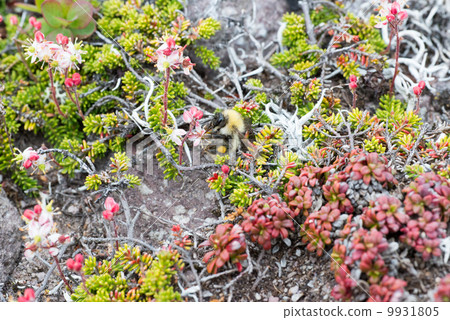 Chishimazuka garazakura (clump) and tiger bumblebee 9931805