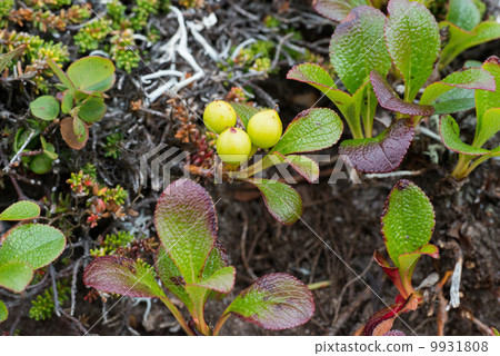 黑豆筍(真) 黑豆筍(真) 9931808