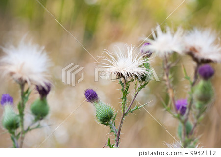 Thistle flowers group 9932112