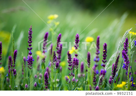 field of purple flowers field of purple flowers 9932151