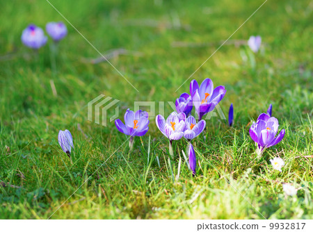 Purple crocuses in the grass 9932817