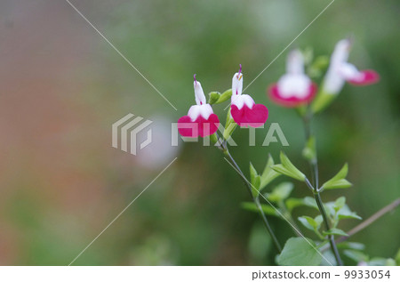 櫻桃鼠尾草“熱辣的嘴唇” 櫻桃鼠尾草“熱辣的嘴唇” 9933054