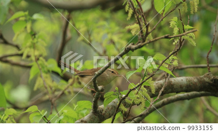 It is not a living creature bird Uguit. Piercing sea urchin 1 It is not a living creature bird Uguit. Piercing sea urchin 1 9933155