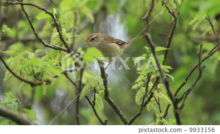 它不是一種生物鳥Uguit。穿孔鷹2 9933156