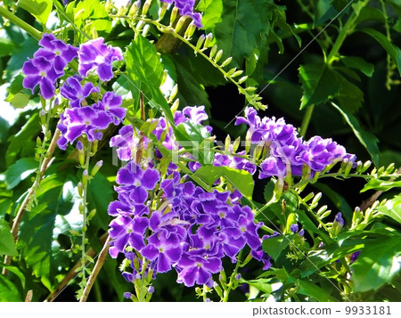 杜蘭塔系列 9933181