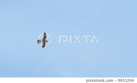 活鳥鳥飛走了？雄鹿甲蟲 9933204