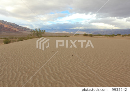 雨後的死亡谷國家公園 9933242