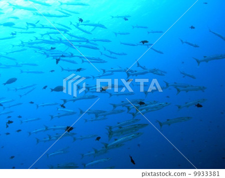 一群梭魚 一群梭魚 9933381