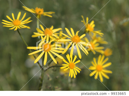 Common Ragwort (Senecio jacobaea) 9933665