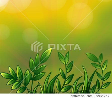 Leafy plants Leafy plants 9934257