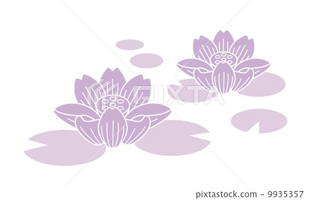 Purple lotus 9935357