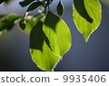 Leaf  9935406