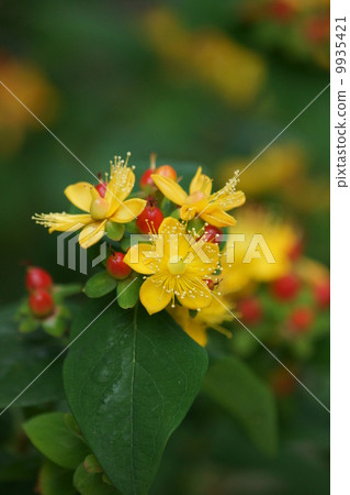 I am my girlfriend 's boy Otogiri. 9935421