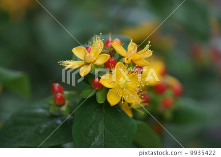 I am my girlfriend 's boy Otogiri. 9935422