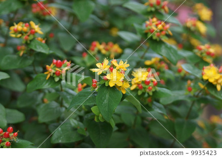 I am my girlfriend 's boy Otogiri. I am my girlfriend 's boy Otogiri. 9935423