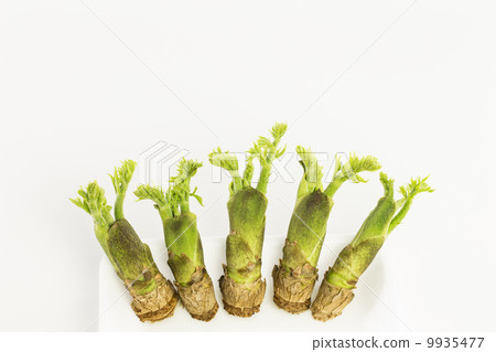 塔拉芽 塔拉芽 9935477