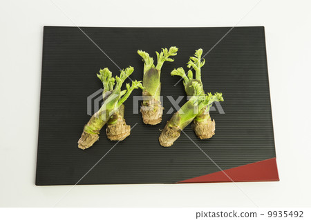 Tara bud Tara bud 9935492