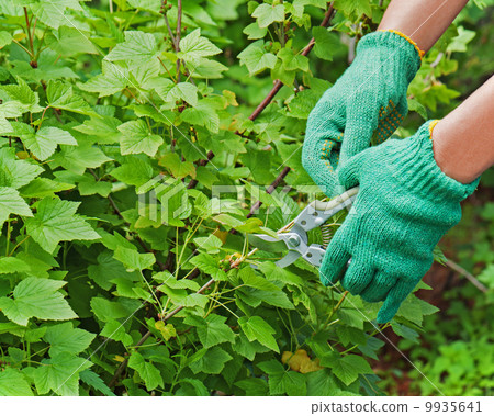 Hands with green garden pruner in the garden. 9935641