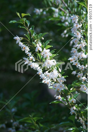 Egonoki aka Tamaki Rokuro 9935719