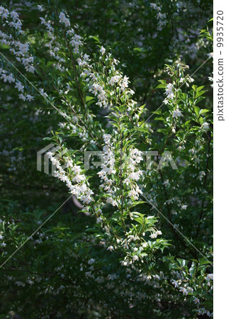 Egonoki aka Tamaki Rokuro 9935720