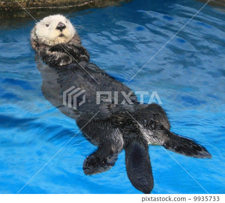 海獺 海獺 9935733