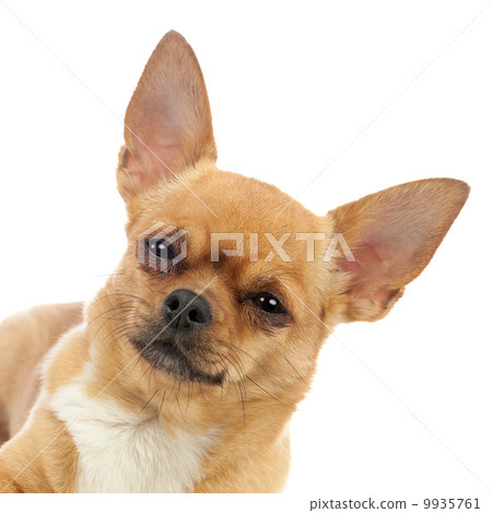 Chihuahua dog isolated on white background. 9935761