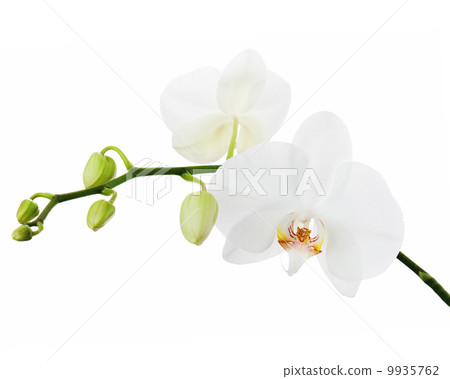 White orchid isolated on white background. White orchid isolated on white background. 9935762
