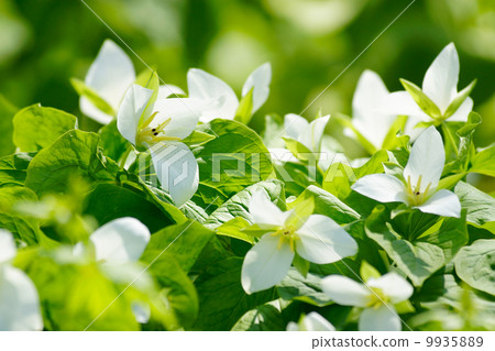 Wildflower Wildflower 9935889