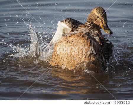 duck swims in the lake duck swims in the lake 9935913