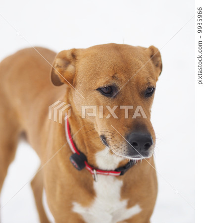 dog on snow dog on snow 9935966