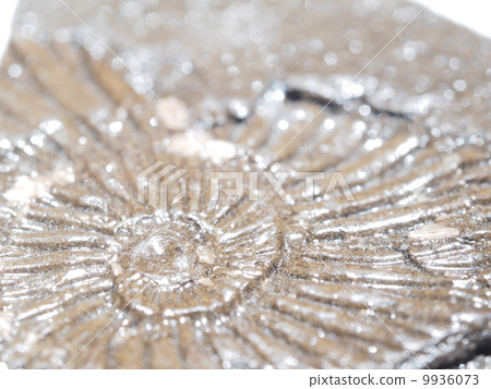 imprint of ancient animals on a white background imprint of ancient animals on a white background 9936073