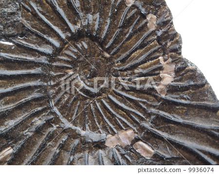 imprint of ancient animals on a white background imprint of ancient animals on a white background 9936074