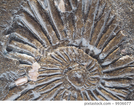 imprint of ancient animals on a white background imprint of ancient animals on a white background 9936077