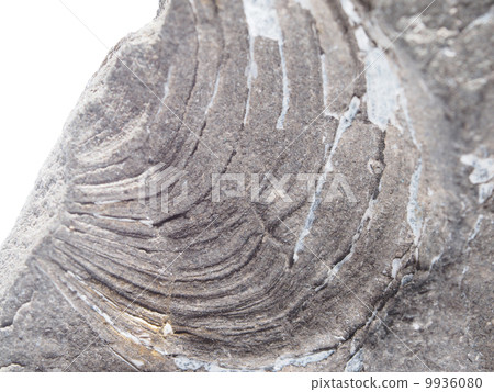 imprint of ancient animals on a white background imprint of ancient animals on a white background 9936080