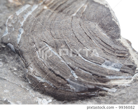 imprint of ancient animals on a white background imprint of ancient animals on a white background 9936082