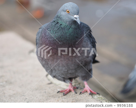 portrait of pigeon portrait of pigeon 9936188