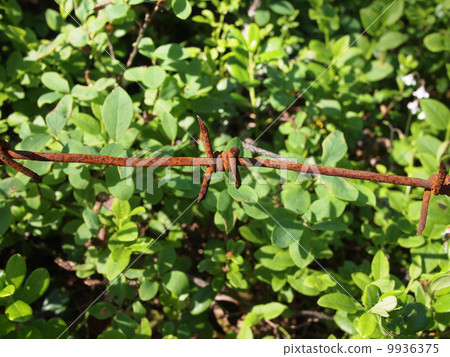 barbed wire in the foliage barbed wire in the foliage 9936375