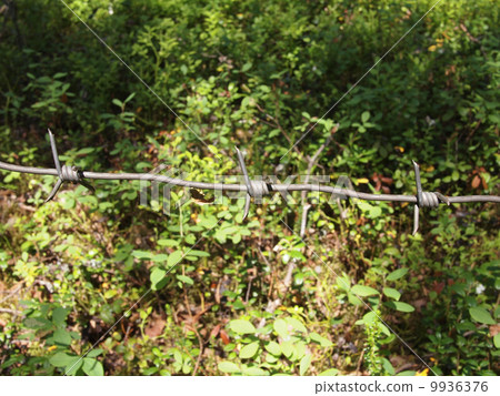 barbed wire in the foliage barbed wire in the foliage 9936376