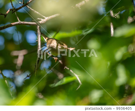 flycatcher bird 9936405